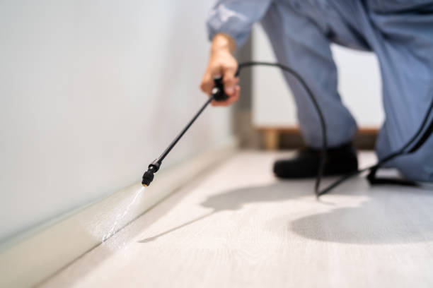 Licensed Ant Control service in Lucerne, CA - Nex Pest Control